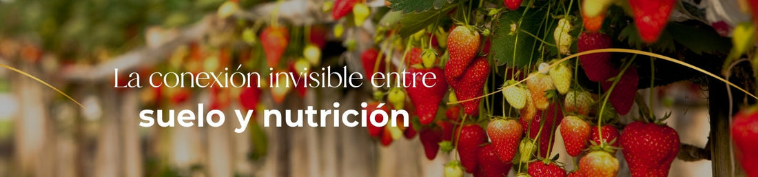 La conexión invisible entre suelo y nutrición