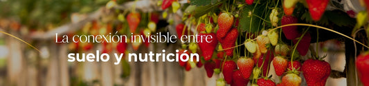La conexión invisible entre suelo y nutrición